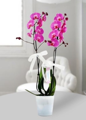 Çift dallı mor orkide  Kütahya yurtiçi ve yurtdışı çiçek siparişi 