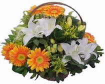 Kütahya internetten çiçek siparişi  sepet modeli Gerbera kazablanka sepet